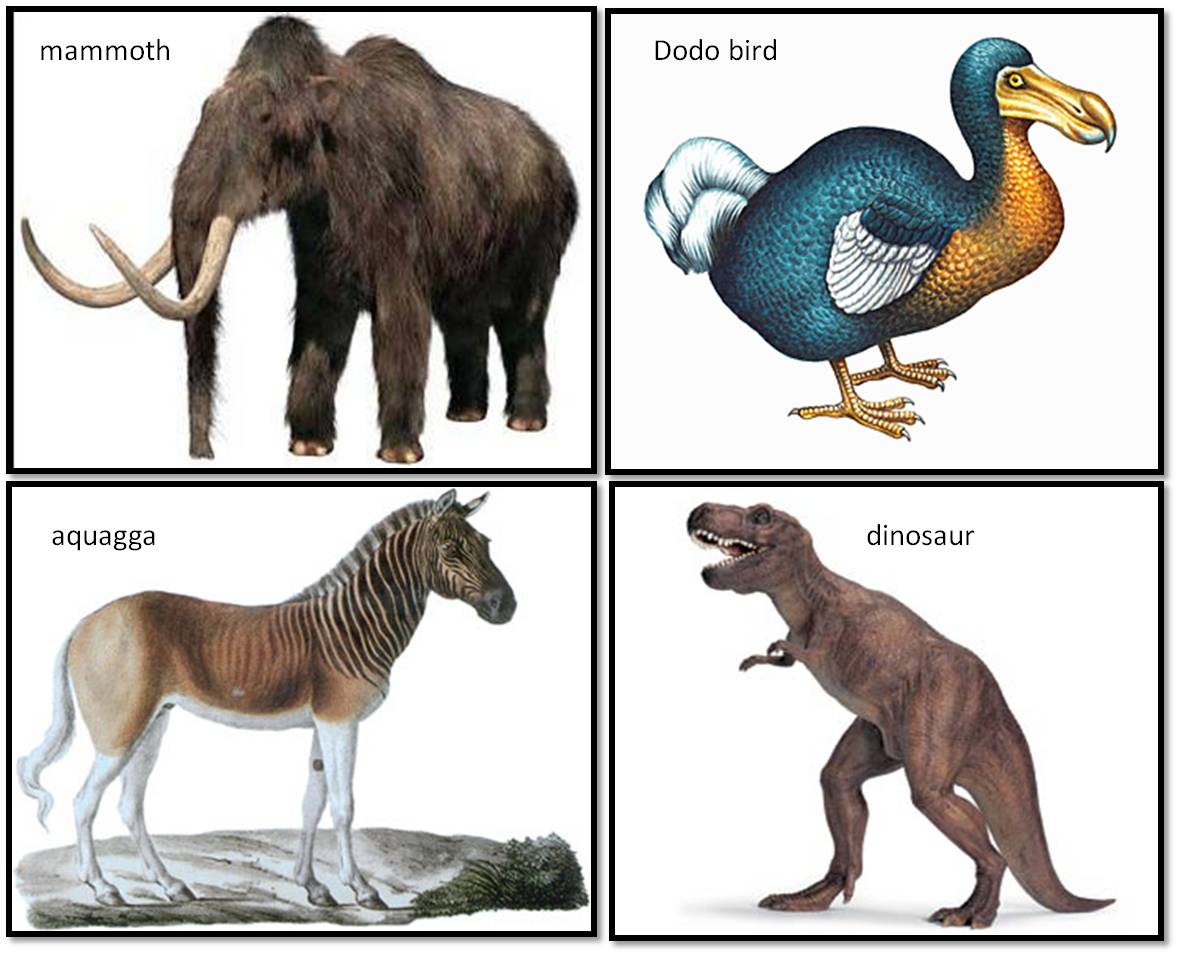 Lists of extinct animals